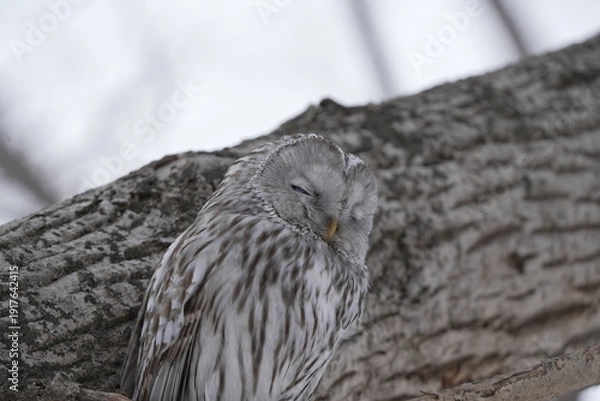 Obraz 寝るエゾフクロウ