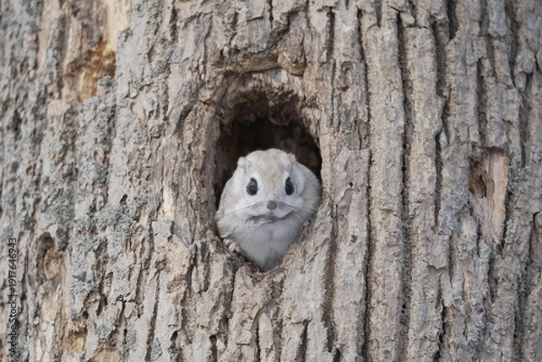 Obraz 巣穴から顔を出すエゾモモンガ