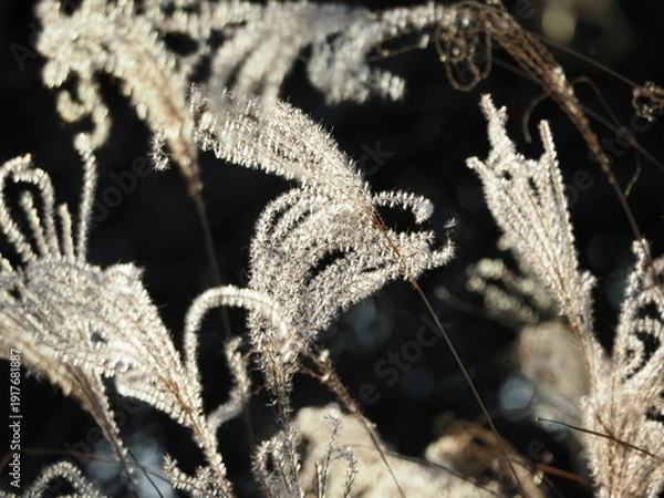 Obraz 光るススキの穂