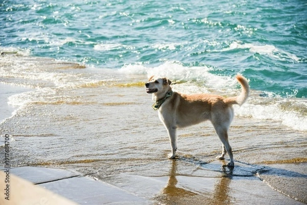 Obraz dog on the beach