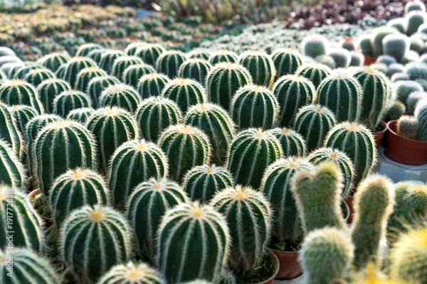 Fototapeta Image of the variety and colorful of the cactus in the botanic garden.
