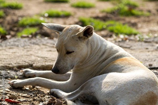 Obraz A stray dog enjoying sunbath in morning of a cold day.
