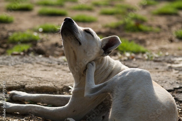 Obraz A dog enjoying sunbath in morning of a cold day.