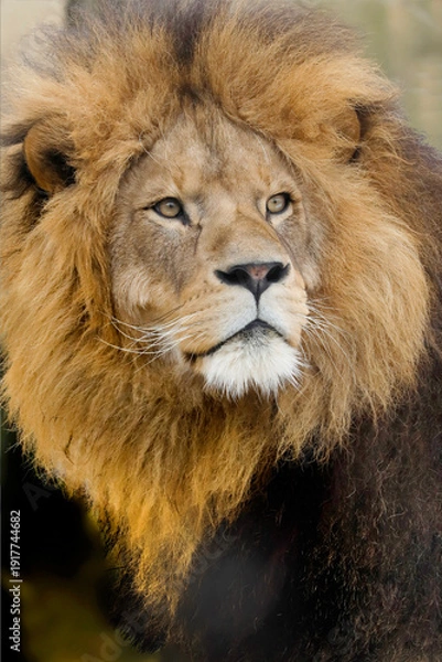 Obraz Löwe (Panthera leo) Männchen, Portrait