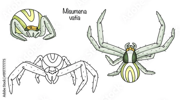 Obraz Misumena vatia