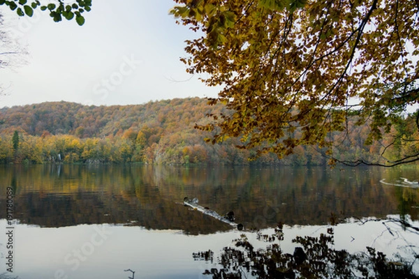 Obraz A calm morning on a lake in Plitvice Lakes National Park. A long floats stationary with an overhanging branch with vibrant colors above. The sky is overcast and the background shows the falls colors.