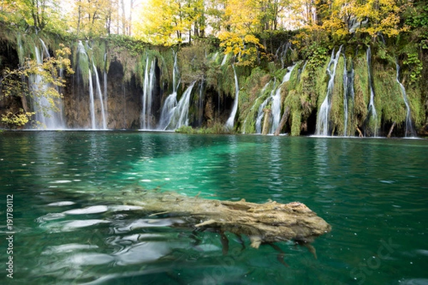 Obraz A log is submerged under the clear turquoise waters with waterfalls and golden and green trees in the background. This was taken in Plitvice Lakes National Park. The moss is light green.