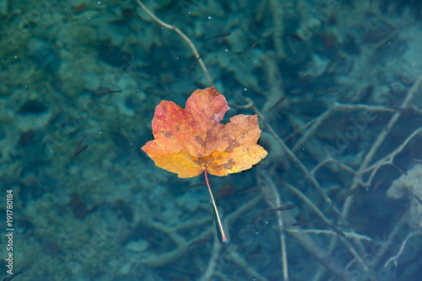 Obraz A maple leaf floating on clear water with small fish below the surface. The leaf is faded between red orange and yellow. The water is a deep turquoise blue. There are a lot of minnows.
