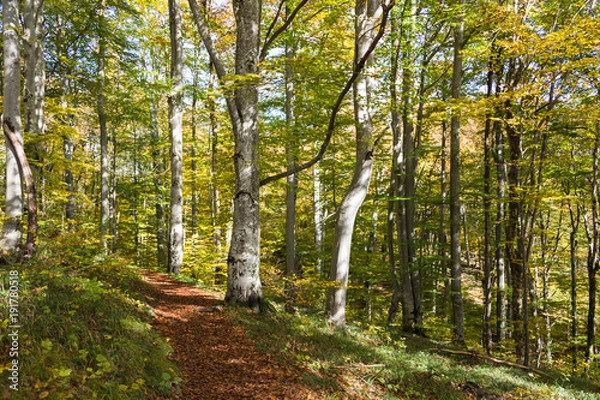 Obraz A hiking trail covered with fallen leaves in Croatia. Taken in Plitvice Lakes National Park. There are white beech trees mixed with other types of trees and lush grass. The trees are mostly yellow.