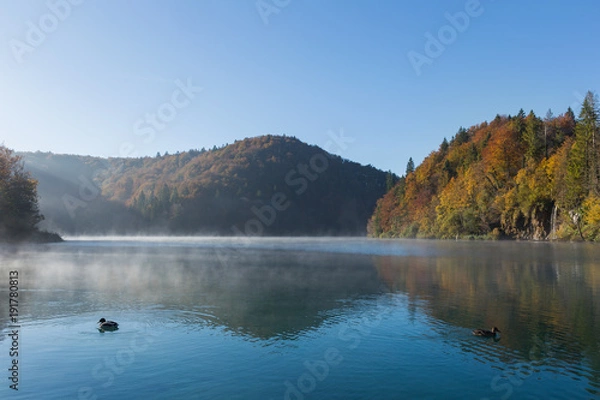 Obraz Two ducks swim early in the morning on a lake in plitvice lakes national park. There is a shadow cast by the hills depicted by the fog  on top of the lake.