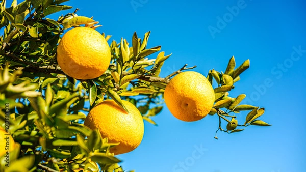 Obraz グレープフルーツの実