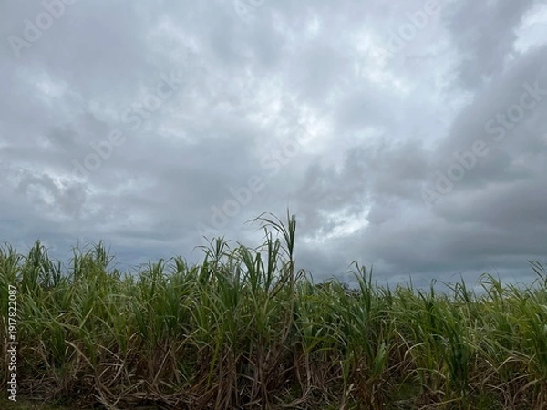 Obraz サトウキビ畑