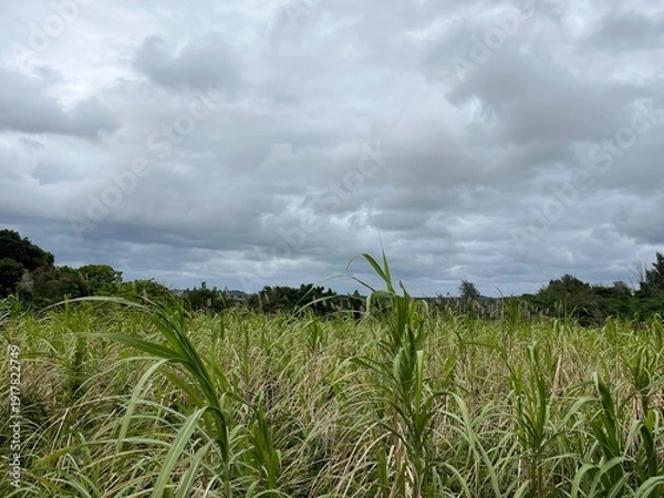 Obraz サトウキビ畑