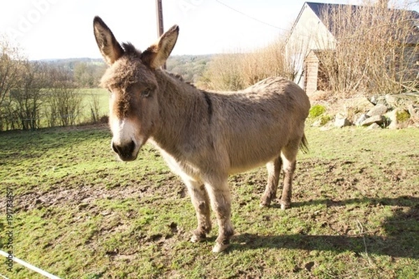 Obraz Big-french-donkey