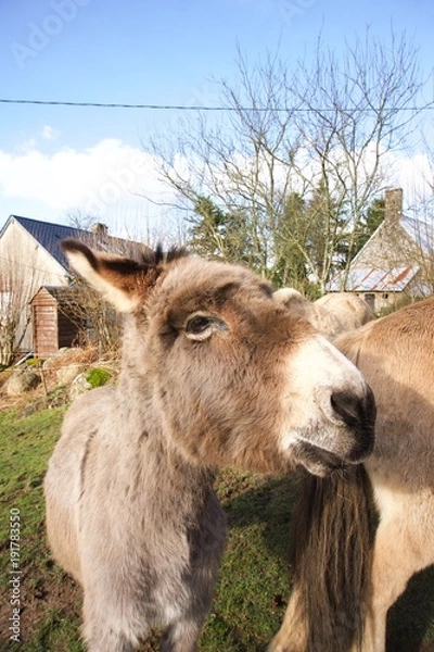 Obraz Donkey-close-to-pony