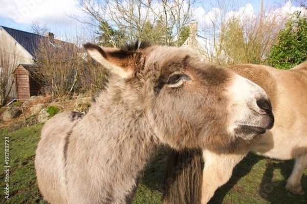 Obraz Donkey-with-pony