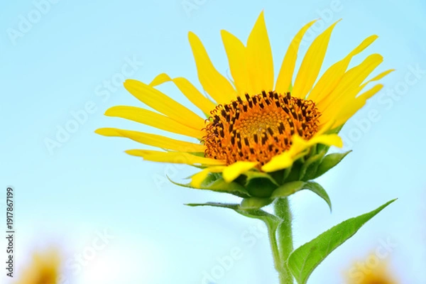 Obraz 夏空を見上げるヒマワリ

