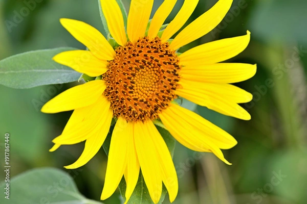 Obraz キク科　ヒマワリ畑
