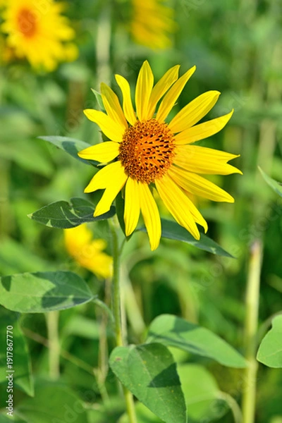 Obraz 神奈川県　座間ひまわり畑

