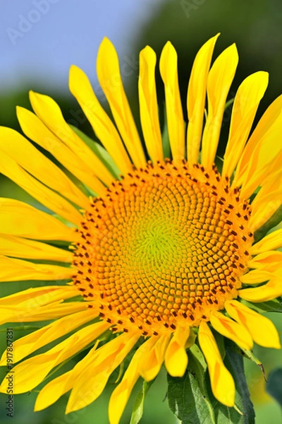 Obraz キク科　ヒマワリの大輪
