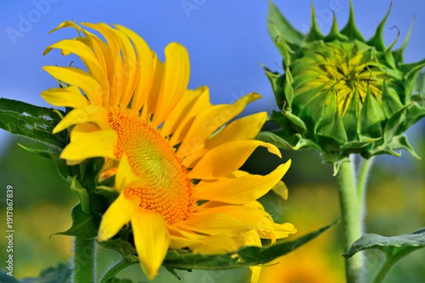 Obraz キク科　ヒマワリの大輪
