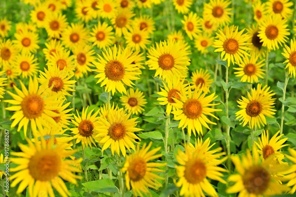 Obraz 神奈川県　座間ひまわり畑
