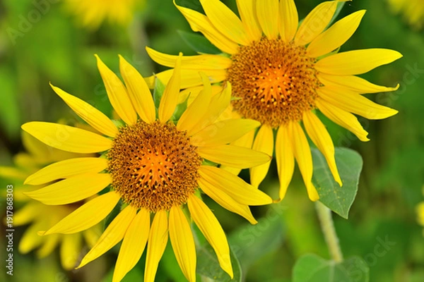 Obraz 向日葵の花
