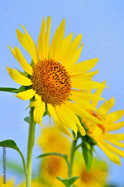 Obraz 夏空を見上げるヒマワリ
