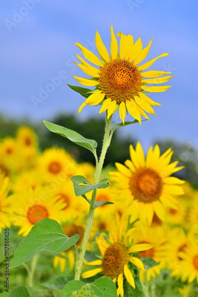 Obraz 向日葵の花畑
