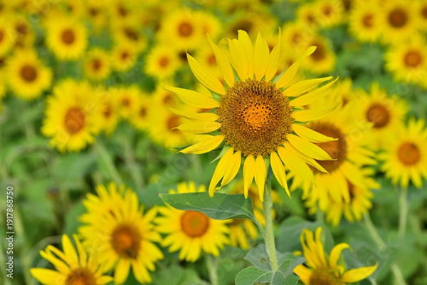 Obraz 向日葵の花畑
