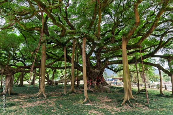 Fototapeta big banyan tree in the garden in China, Yangshuo