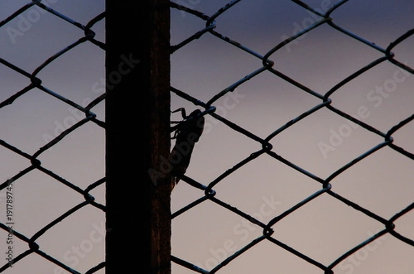 Obraz フェンスとセミのシルエット