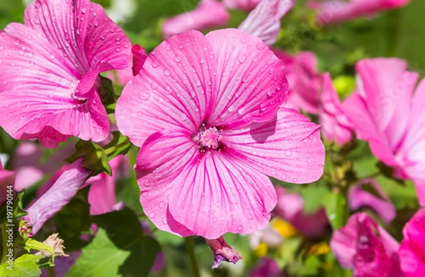 Obraz Close up of pink delicate lavatera. 