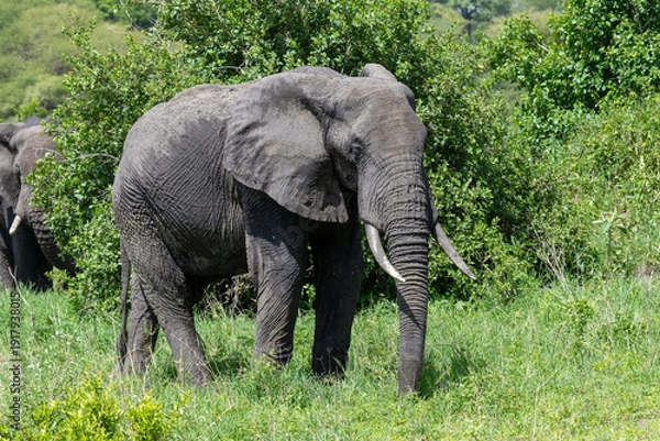 Obraz Afrikanischer Elefant 