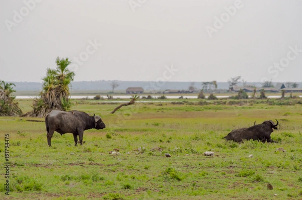 Fototapeta Isolated Buffalo grazing in the savannah of Amboseli Park in North West Kenya