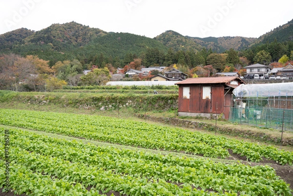 Obraz 日本のノスタルジックな田舎風景