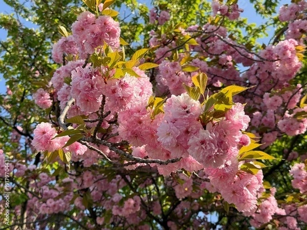 Obraz Sakura blossoming tree in spring.