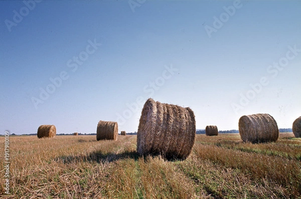 Obraz Feld nach der Ernte