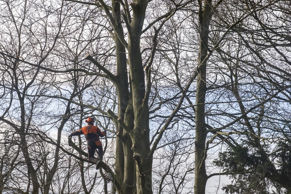 Fototapeta Forest worker with chainsaw high in the trees