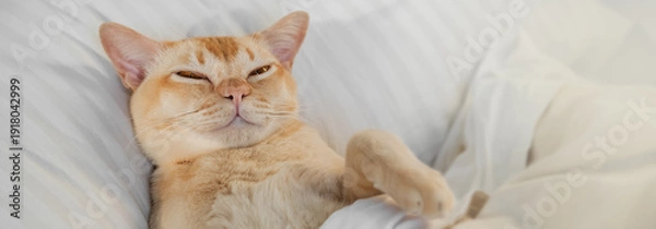 Obraz Cat resting on bed