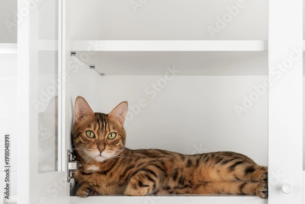 Obraz Cat lying in cabinet