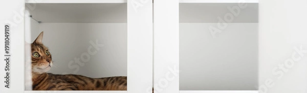 Obraz Bengal cat inside cupboard