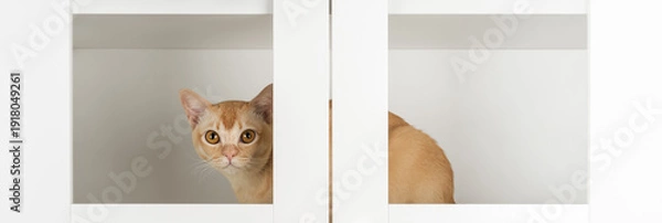 Obraz Burmese cat inside cabinet