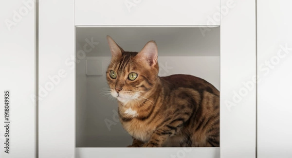 Obraz Bengal cat inside cabinet