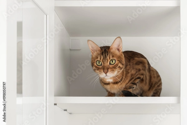 Obraz Bengal cat inside cabinet