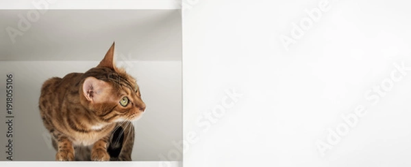 Obraz Bengal cat inside cabinet