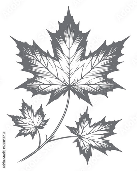 Obraz Engraved Maple Leaves Sketch
