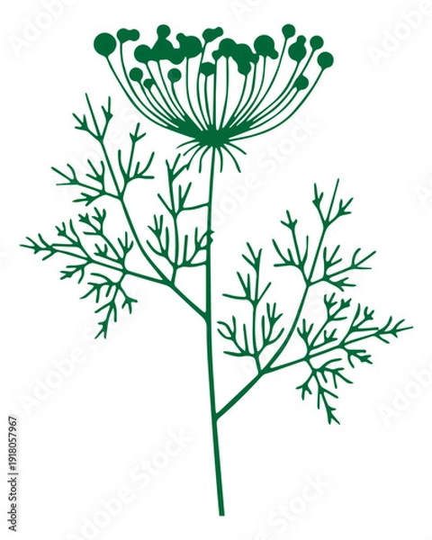 Obraz Dill herb illustration