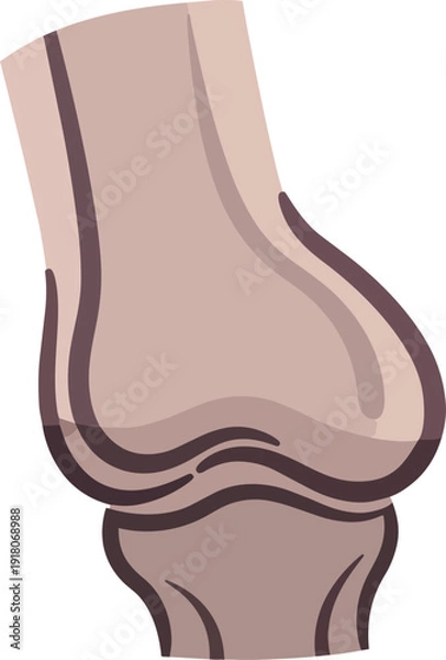 Obraz Stylized Human Bone Illustration Knee Joint Anatomy Vector