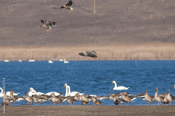 Fototapeta White fronted Goose